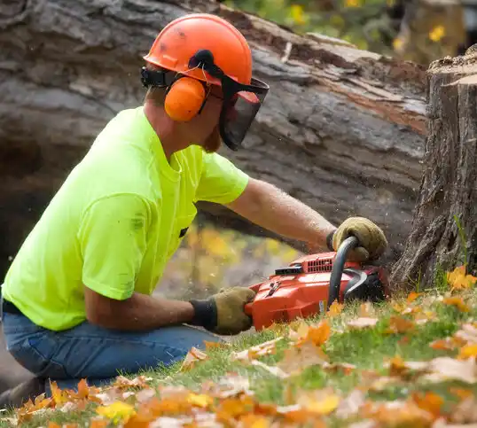 tree services Oak Park